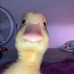 Meet your Posher, Liz 🌸